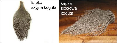 kapka szyjna siodłowa koguta